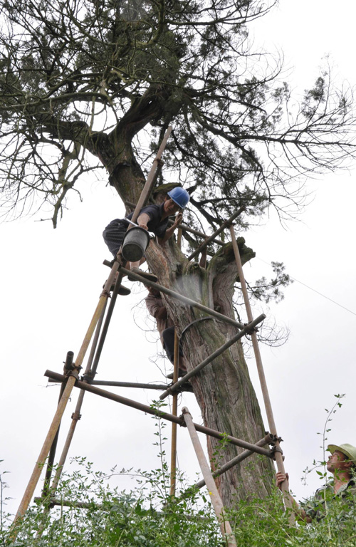 据介绍,这五棵古柏树相传为王羲之去世后王献之等五兄弟为纪念父亲亲