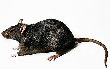 大老鼠品种图片