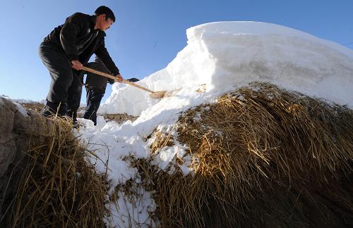 新疆塔城,阿勒泰地区发生雪灾,5435人被紧急转移安置.