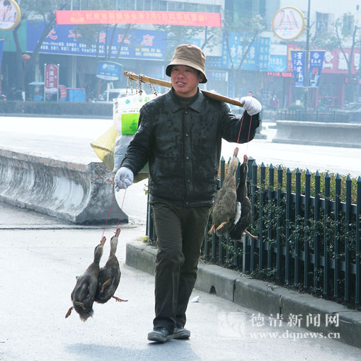 如此卖鸭太残忍