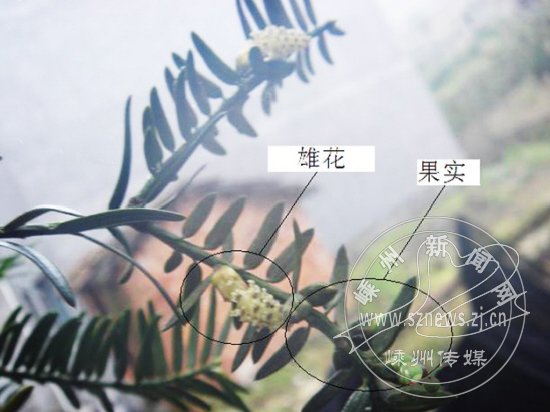 香榧这一古老的树种,系第三纪孑遗植物,为雌雄异株.