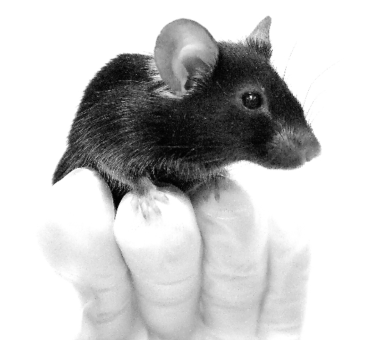 老鼠基因变异会唱鸟歌 日科学家造出歌唱鼠