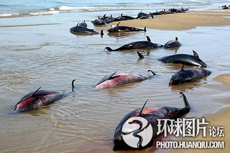 全球令人震惊的动物集体死亡事件-嵊州新闻网