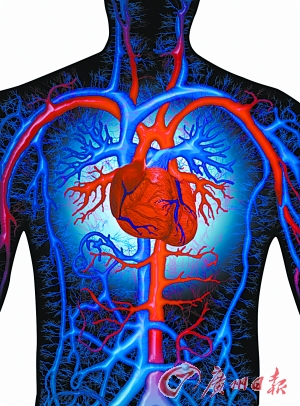 人体心血管示意图.