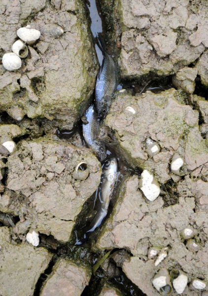 在鄱阳湖景点落星墩一处干涸的河床上,几条小鱼缺水死亡.