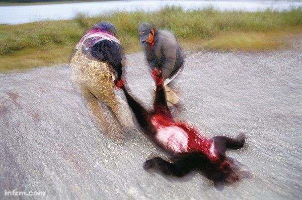 人类伤害动物的图片图片