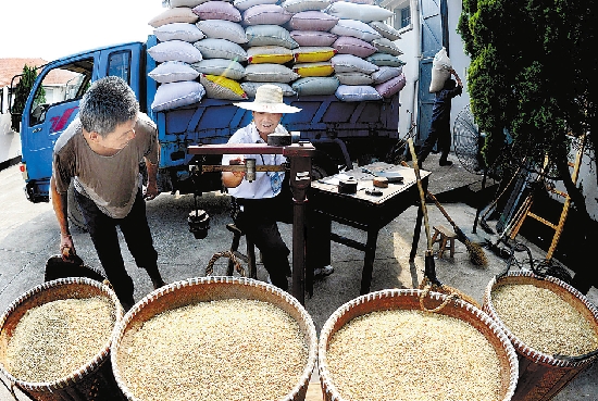 昨日,义乌粮食收储公司义亭粮库的工作人员忙着为交售早稻谷的农民