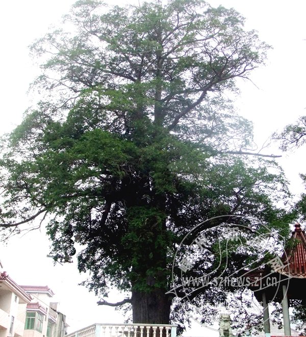 榆树村有一株千年红豆杉