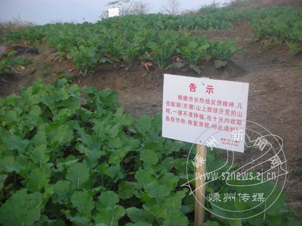艇湖山毁绿种菜 10天内收取作物并恢复原貌