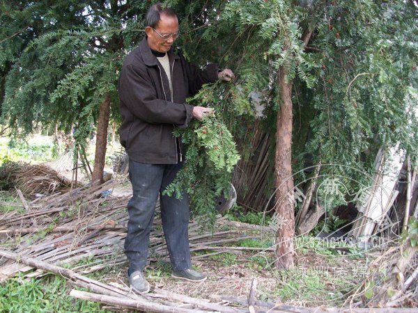 15年人工培育红豆杉终成正果