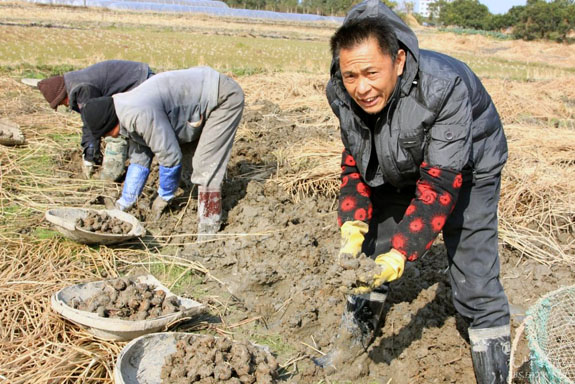 院桥荸荠丰收采收忙【图-黄岩新闻网