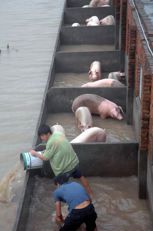 8月8日,两位居民在象山县鹤浦镇一处被淹的猪圈排除积水.