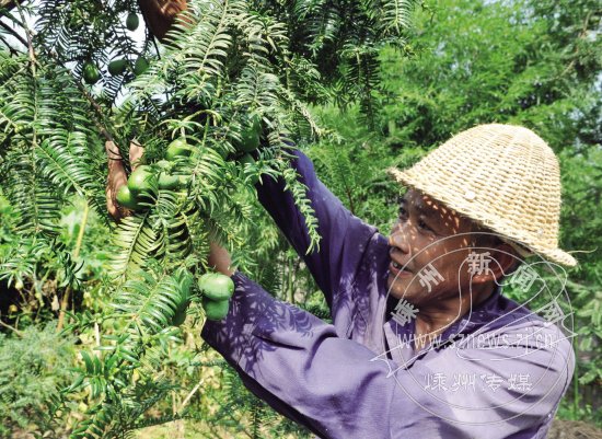 香榧人工授粉果实累累