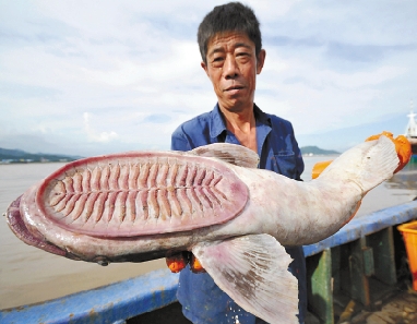 浙江在线09月04日讯9月3日,台州海门港渔业市场码头,一条怪鱼引来众人