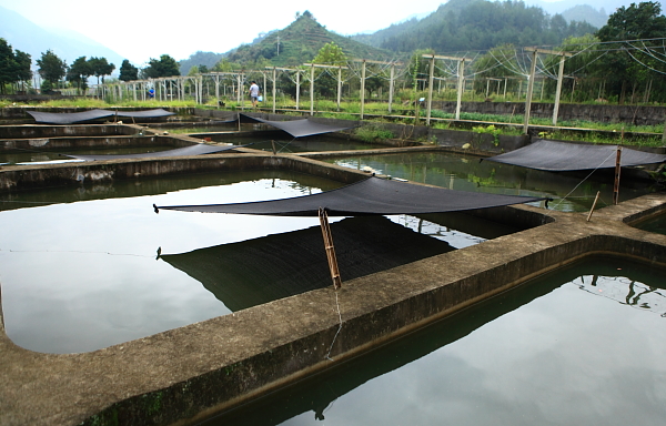 规模化清水鱼养殖基地别具特色的清水鱼关于本站|本站声明|联系本站