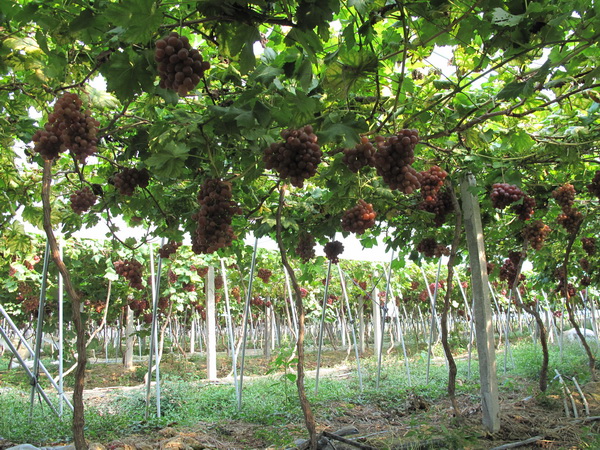 音坑新品提子"红地球"喜获丰收 今年是大量采摘第一年