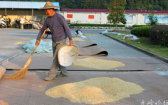连日来,屿头乡农民伯伯们抓住晴朗天气忙于晒稻谷.
