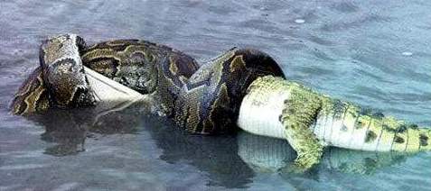 巨蟒入侵大沼泽狂蟒巨鳄殊死之战