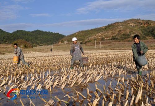 插茭白苗,施肥……連日來,茭白種植大戶邱建明在舉水鄉