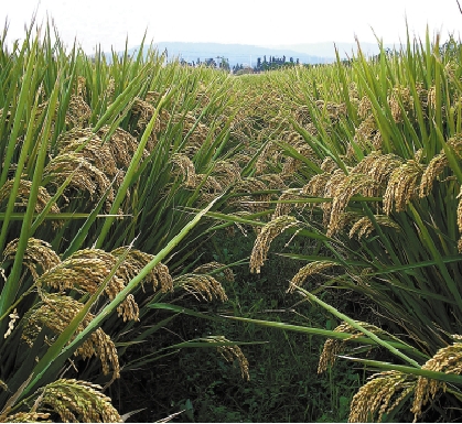 宁波超级水稻亩产超越袁隆平 非转基因而且口感好