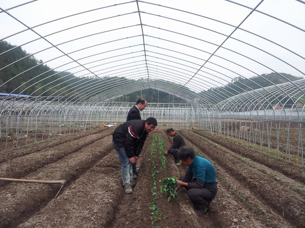 浙江三叶青种植基地图片