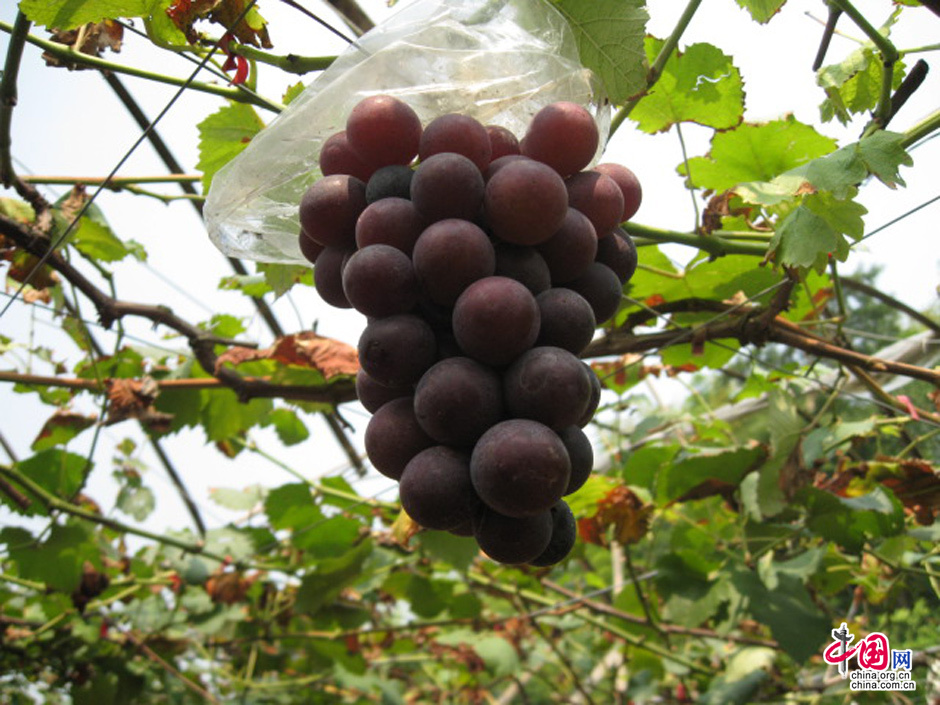 【中国网】临海 来了就想留下来的一座城市