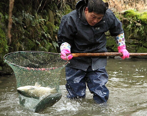 青山秀水养好鱼 何田清水鱼成节前"抢手货"