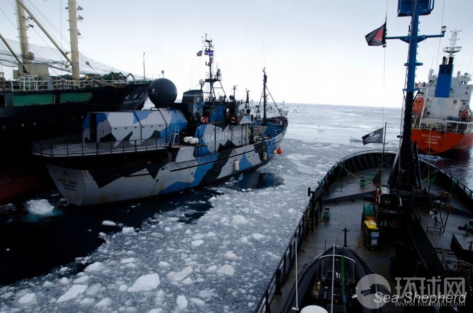 荷蘭反捕鯨船遭日本軍艦