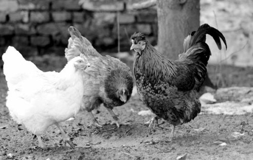 母鸡下蛋8年突变公鸡 疑是饲料激素过多引起