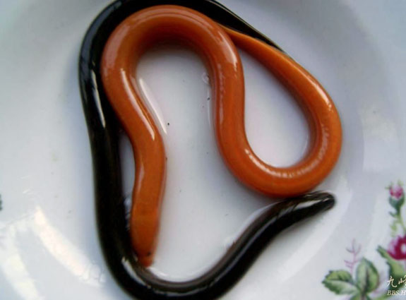 "黄金"黄鳝 你见过吗?