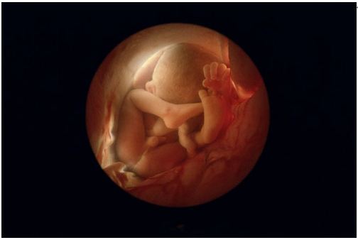 36周后,子宫现在紧包着胎儿ps:是个带把的