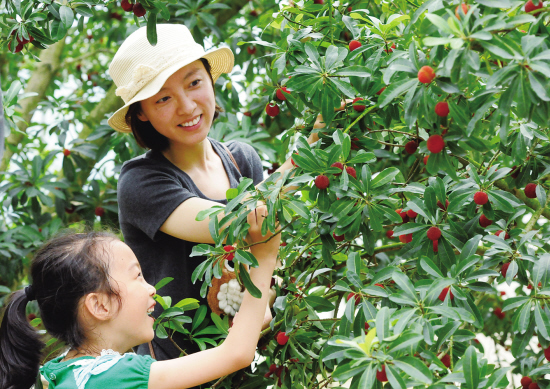 兰溪大棚杨梅上市