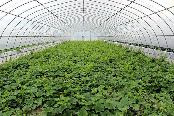 开化有个果蔬新品种展示园可观赏采摘7种黄瓜120余种樱桃蕃茄16种西瓜