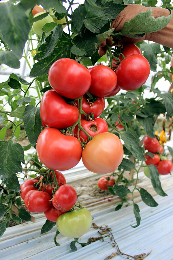 池淮有个果蔬新品种展示园 七彩果蔬等你来观赏采摘