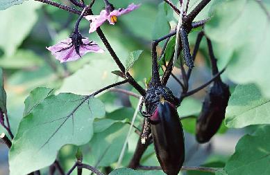茄子:"霜打茄子"是好药