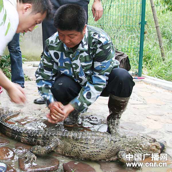 坐落在浙江长兴泗安镇管埭村的中国扬子鳄村,是国宝级保护动物扬子鳄