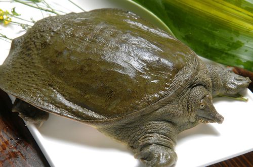 杨珍的甲鱼养殖淘金术(下)