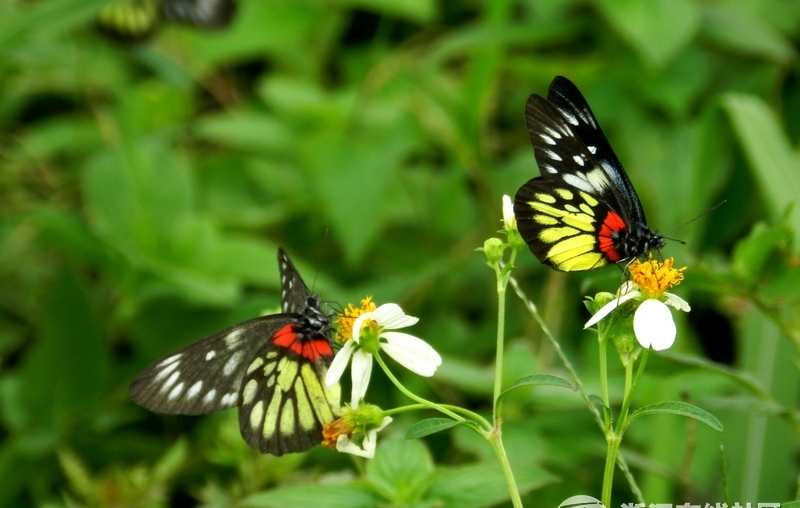 【行行摄摄】蝶儿飞成双对