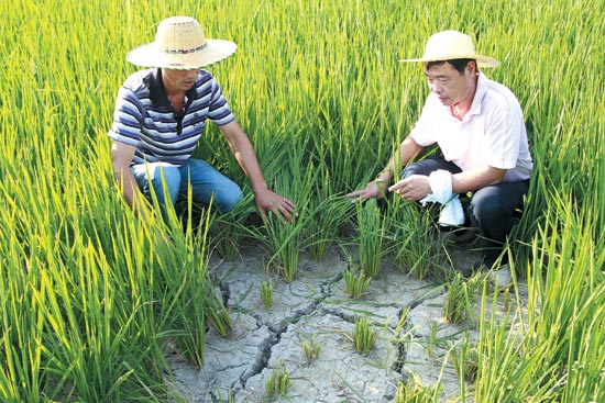 我市全力抗旱保秋收--臨海新聞網