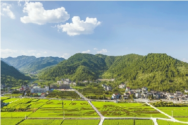 富阳洞桥镇的色块农业,为清冷初秋带来别样生趣