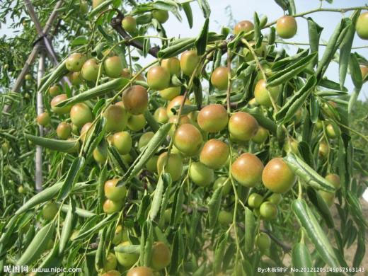 岱西有位农民搞差异化种植坚持种大白枣获成功