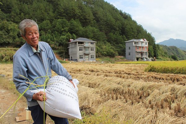 "甬优15"亩产突破800公斤