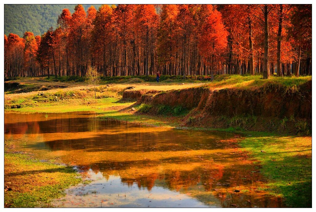 临海红树林 深藏在闺中的美景