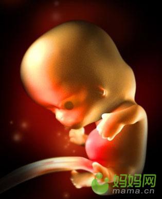 怀孕三个月胎儿图真实图片