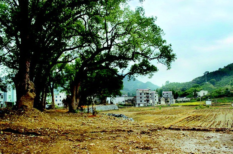 首页 开化新闻 综合新闻 秋日暖阳照在村头镇前村头村,小山村如洗