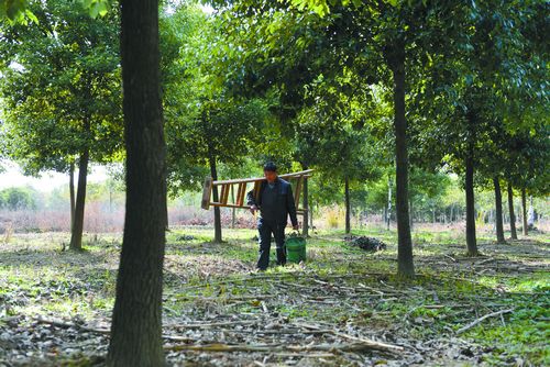 林宗华的"爬爬车"