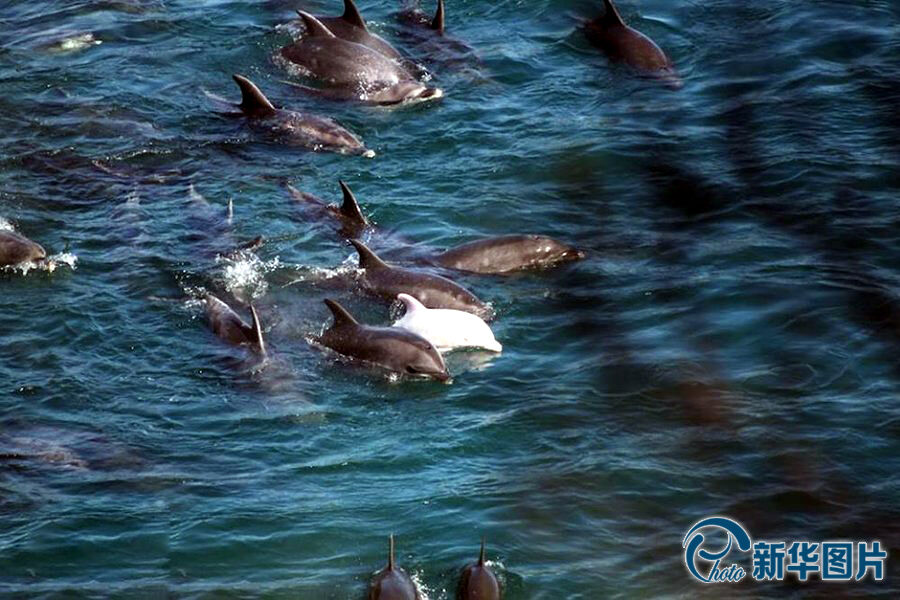 美驻日大使批日本捕杀海豚 海豚湾猎杀未受影响