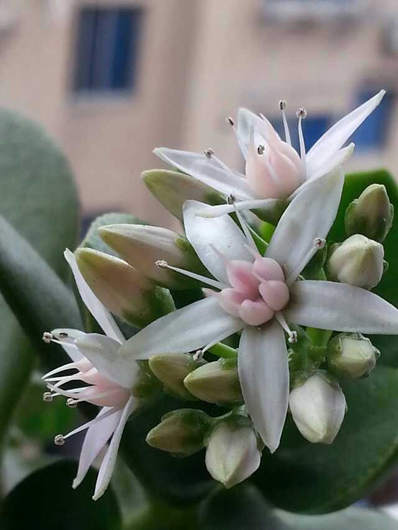 万年不开玉树花 年关绽放喜气浓