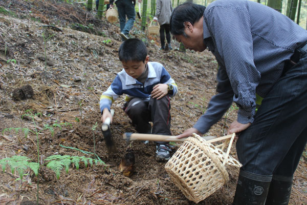踏青挖笋 赏竹林春光 去桐村体验林农生活