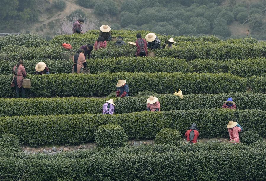 3月31日,杭州市西湖区龙井村,采茶工人采摘西湖龙井明前茶.